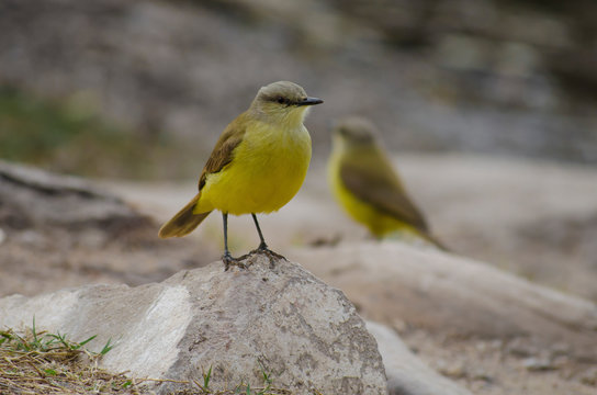Birds, birdswhatching, Nature, Argentina, C&oacute;rdoba