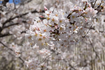 桜