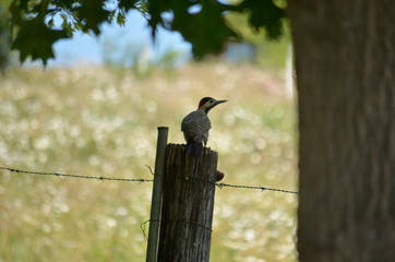 Birds, birdswhatching, Nature, Argentina, Córdoba