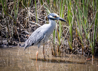 Yellow-crowned Night-Heron