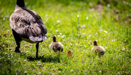 canada goose on the grass