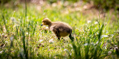 baby duck in the grass