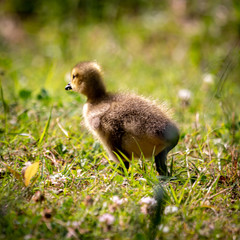 baby canada goose