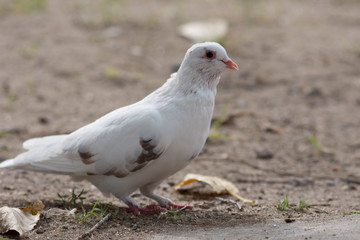 Birds in Córdoba, Argentina