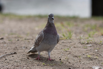 Birds in Córdoba, Argentina