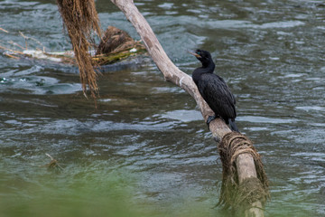 Birds in Córdoba, Argentina