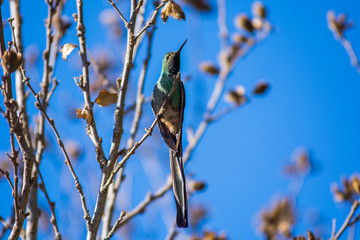 Birds in Córdoba, Argentina