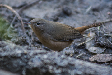 Birds in Córdoba, Argentina