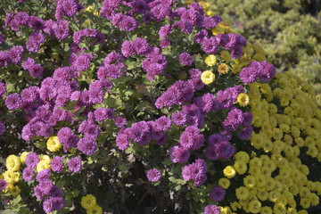 Obraz premium 花_2