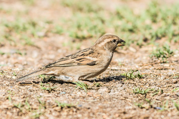 Birds in Córdoba, Argentina