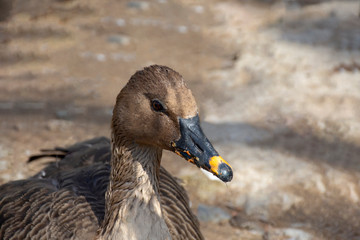 Bean goose. Wild grey goose with a grey beak