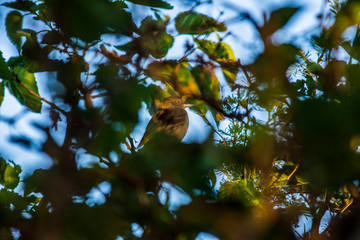 Birds in Córdoba, Argentina