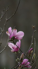 Fototapeta premium Close up of Pink Magnolia flowers in spring season.