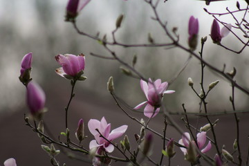 Close up of Pink Magnolia flowers in spring season.