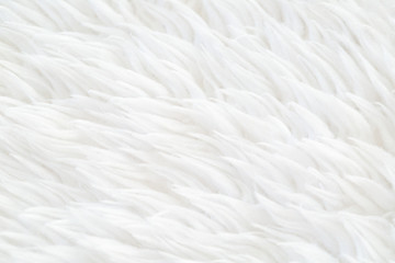 closeup of white fluffy material texture background