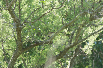 Fototapeta premium Birds in Córdoba, Argentina