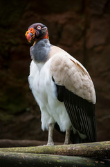 Esta gran ave es un condor conocido como condor real o sarcoramphus papa, es un retrato de un ave.