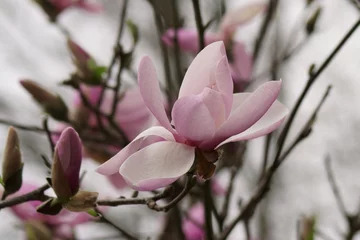 Foto op Canvas Close up of Pink Magnolia flowers in spring season. © Dipali S