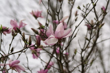Close up of Pink Magnolia flowers in spring season.