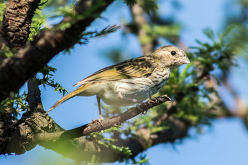 Birds in Córdoba, Argentina