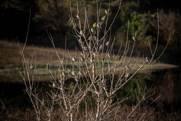Birds in Córdoba, Argentina