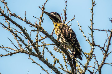 Birds in Córdoba, Argentina
