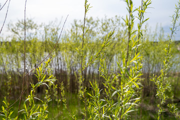 Sandbar Willows (also known as a ditchbank willow or Coyote Willow) in the sunshine on the shores...