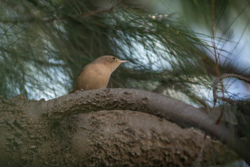 Birds in Córdoba, Argentina