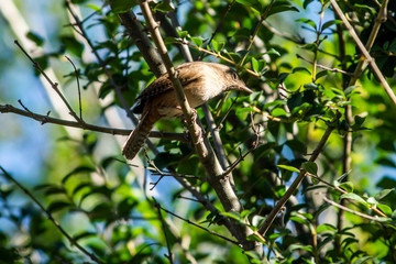 Birds in Córdoba, Argentina