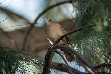 Birds in Córdoba, Argentina