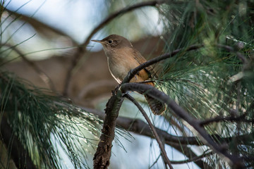 Birds in Córdoba, Argentina