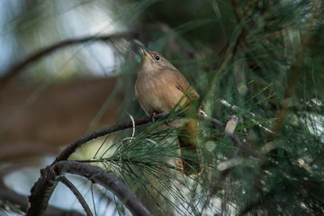 Birds in Córdoba, Argentina