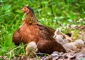 La gallina con sus pollos. gallina de campo con sus pollitos en la granja