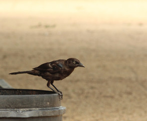 bird on a trash can