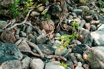 Small green sprouts of tree grows from roots. Nature sunny background of beautiful roots of deciduous tree on stony shore. Tree grows on of pile stones. Vitality plants. Snags on boulders in sunlight.