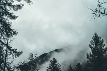 Gloomy alpine view through tree branches and dense fog to dark rockies. Low clouds among big rocky mountain with forest in haze. Ghostly atmospheric landscape. Minimalist scenery in horror tones.