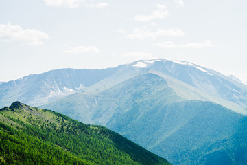 Beautiful aerial view to green forest hillside and great snowy mountains. Awesome minimalist alpine landscape of vast expanses. Wonderful vivid scenery with green mountain with coniferous forest.