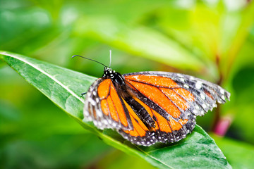 Una mariposa monarca posada sobre una hoja. Es una linda mariposa naranja