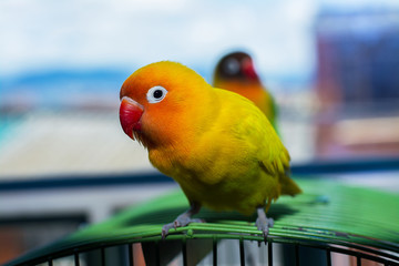Un hermoso agaporni amarillo casero. Un agaporni enjaulado mirando a la camara.