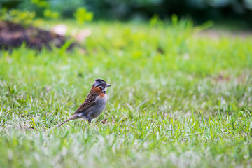 Gorrión Copetón macho caminando en el pasto. Tambien conocido como Zonotrichia capensis