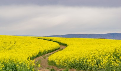 farm road through a Canola field at the peak of bloom 