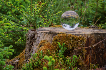 A lens ball is lying at a trunk in the middle of a forrest, moss and farns surround the natural scene.