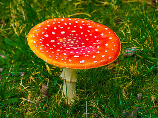  Flat Red Toadstool