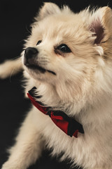 Tierno perrito pomerania cachorro. Es un lindo retrato canino con fondo negro. Lindo perro con...