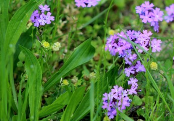 purple flowers in the field