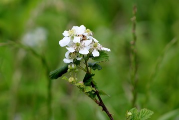 flowers blooming in the spring