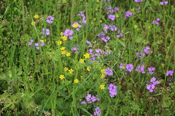 Obraz premium spring flowers in the field