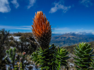 Moor flower. Chuquiragua