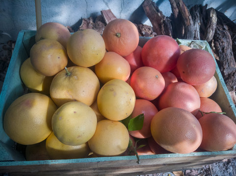 toronjas y pomelas, citricos