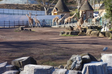 日本の動物園のキリンたち